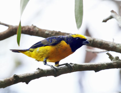 Spot-crowned Euphonia - Euphonia imitans