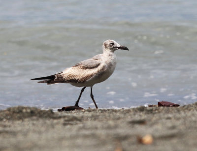 Laughing Gull - Leucophaeus atricilla