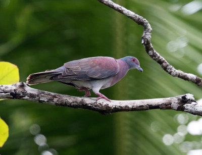 Pale-vented Pigeon - Patagioenas cayennensis