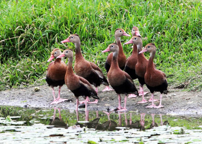 Black-bellied Whistling Ducks - Dendrocygna autumnalis