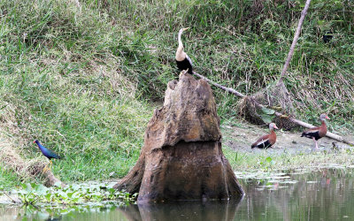 Anhinga - Purple Galinule & Black-bellied Whistling Ducks