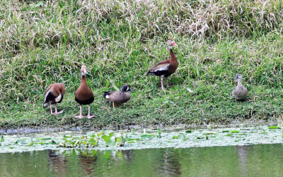 Blue-winged Teal - Anas discors 