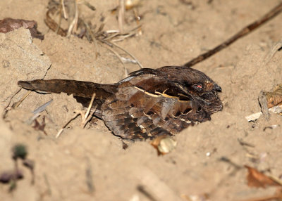 Common Pauraque - Nyctidromus albicollis