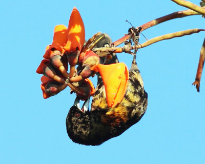Cherrie's Tanager - Ramphocelus passerinii