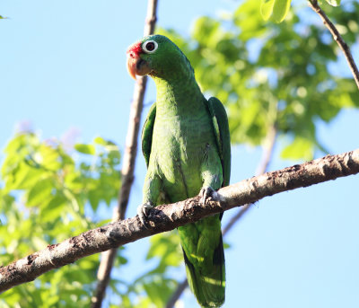 Red-lored Parrots - Amazona autumnalis