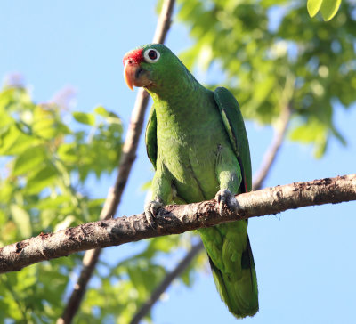 Red-lored Parrots - Amazona autumnalis