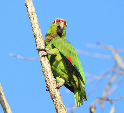 Red-lored Parrots - Amazona autumnalis