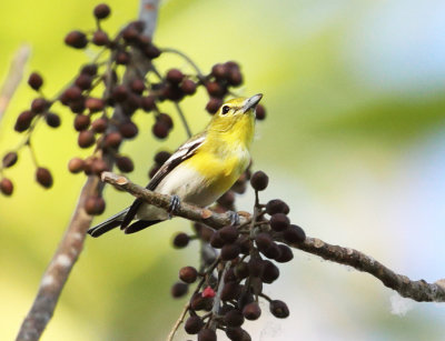 Yellow-throated Vireo - Vireo flavifrons