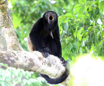 Mantled Howler Monkey - Alouatta palliata