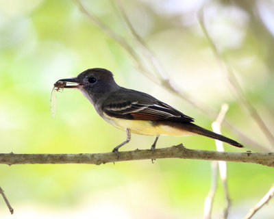 Great Crested Flycatcher - Myiarchus crinitus