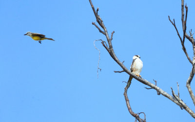 Pearl Kite - Gampsonyx swainsonii (divebombed by a Tropical Kingbird)