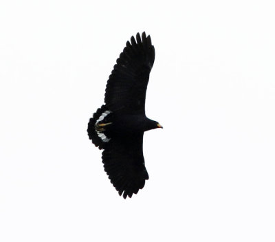 Common Black Hawk - Buteogallus anthracinus