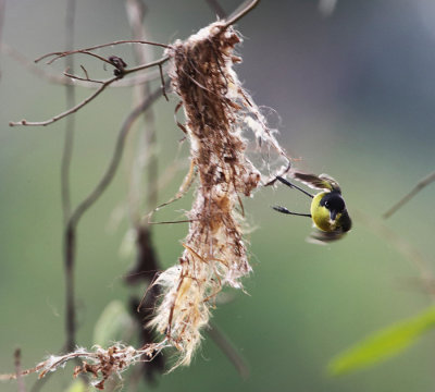 Common Tody-Flycatcher - Todirostrum cinereum (gathering nest material)
