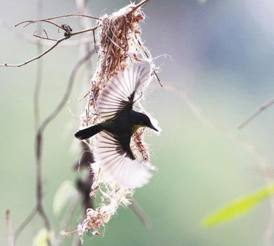 Common Tody-Flycatcher - Todirostrum cinereum (gathering nest material)