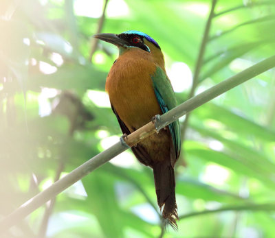 Lesson's Motmot - Momotus coeruliceps