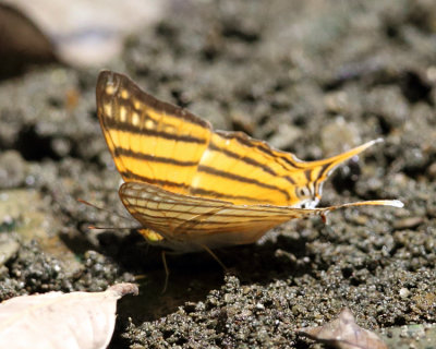 Amber Daggerwing - Marpesia berania