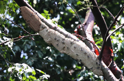 Northern Warrior Wasp nest - Synoeca septentrionalis