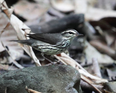 Louisiana Waterthrush - Parkesia motacilla