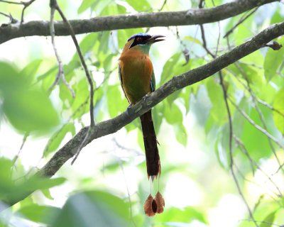 Lessons Motmot - Momotus coeruliceps