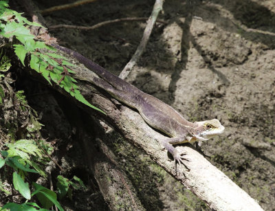 Black Iguana - Ctenosaura similis