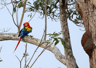 Scarlet Macaw - Ara macao