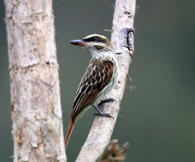 Streaked Flycatcher - Myiodynastes maculatus