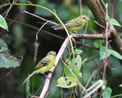 Yellow Tyrannulet - Capsiempis flaveola