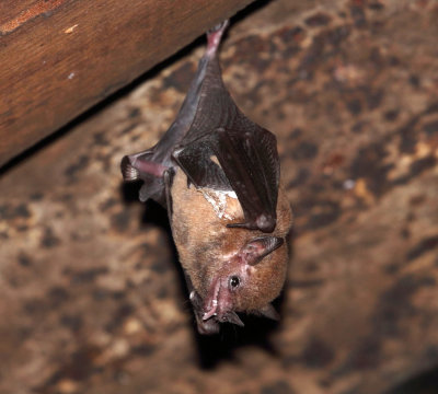 Long-nosed Bat - Subfamily Glossophaginae