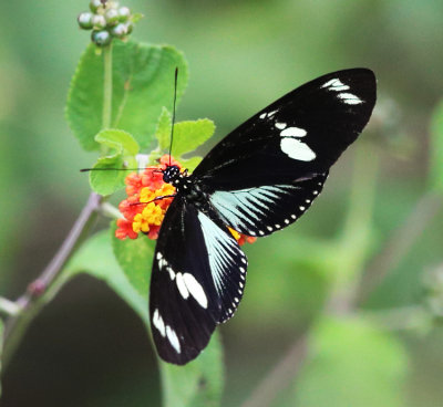 The Doris -  Heliconius doris