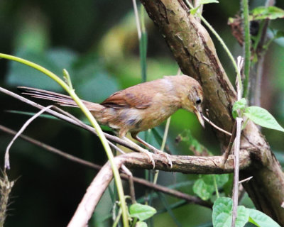 Pale-breasted Spinetail - Synallaxis albescens