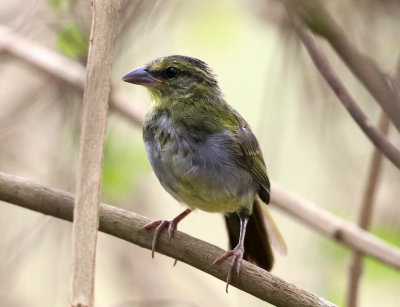 Black-striped Sparrow - Arremonops conirostris