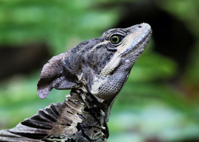 Brown Basalisk - Basiliscus vittatus