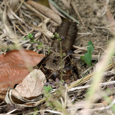 Common Pauraque - Nyctidromus albicollis