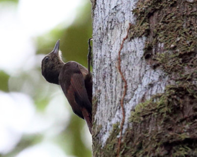 Tawny-winged Woodcreeper - Dendrocincla anabatina