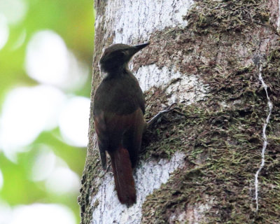 Tawny-winged Woodcreeper - Dendrocincla anabatina