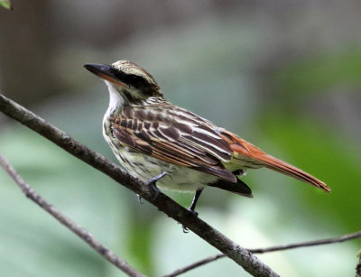 Streaked Flycatcher - Myiodynastes maculatus