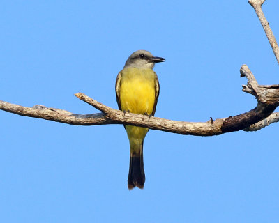 Tropical Kingbird - Tyrannus melancholicus 