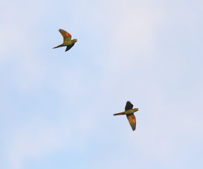 Crimson-fronted Parakeets - Psittacara finschi