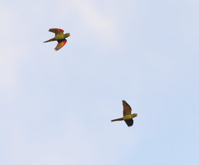 Crimson-fronted Parakeets - Psittacara finschi