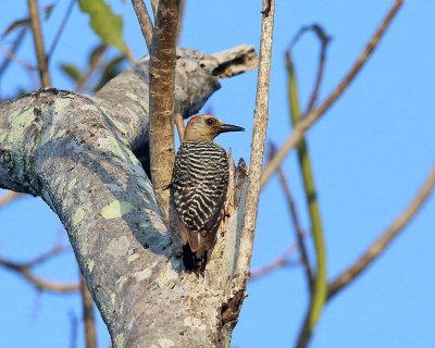 Red-crowned Woodpecker - Melanerpes rubricapillus