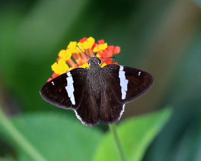 Twin-spot Banded Skipper - Autochton bipunctatus 