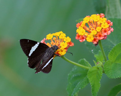 Twin-spot Banded Skipper - Autochton bipunctatus 