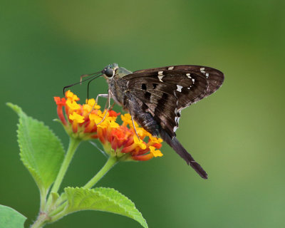 Long-tailed Skipper - Urbanus proteus proteus 