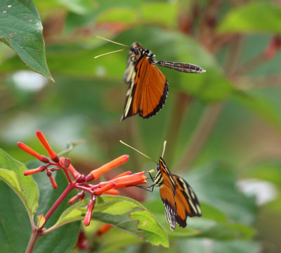 Tiger-striped Longwing - Heliconius ismenius clarescens