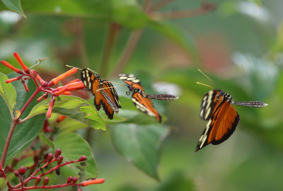 Tiger-striped Longwing - Heliconius ismenius clarescens