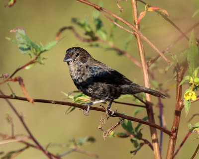 Blue-black Grassquit - Volatinia jacarina