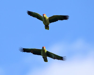 Red-lored Parrot - Amazona autumnalis