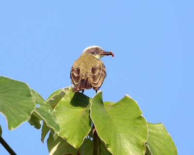 Great Kiskadee - Pitangus sulphuratus