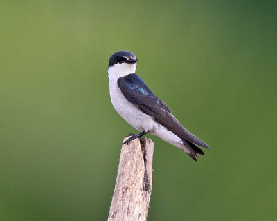 Mangrove Swallow - Tachycineta albilinea 