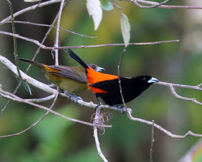 Cherrie's Tanagers - Ramphocelus passerinii (male & female)